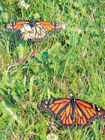 Monarch butterflies released signify a new future for the Stella Niagara Preserve.