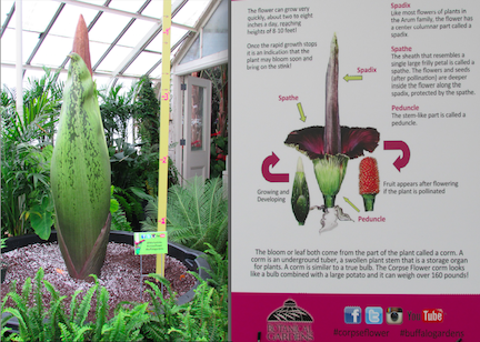 "Morty the corpse flower"