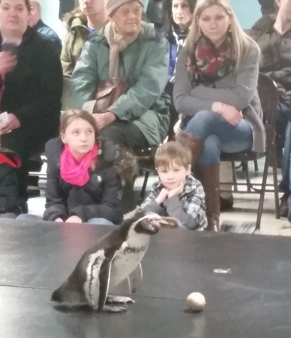 Penguins were on display at the recent Penguin Days at the Aquarium of Niagara. (Photo by Jamie Bacon)