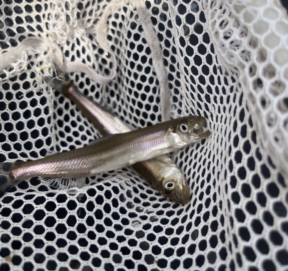 Fishing and Outdoors in WNY: The smelt are running