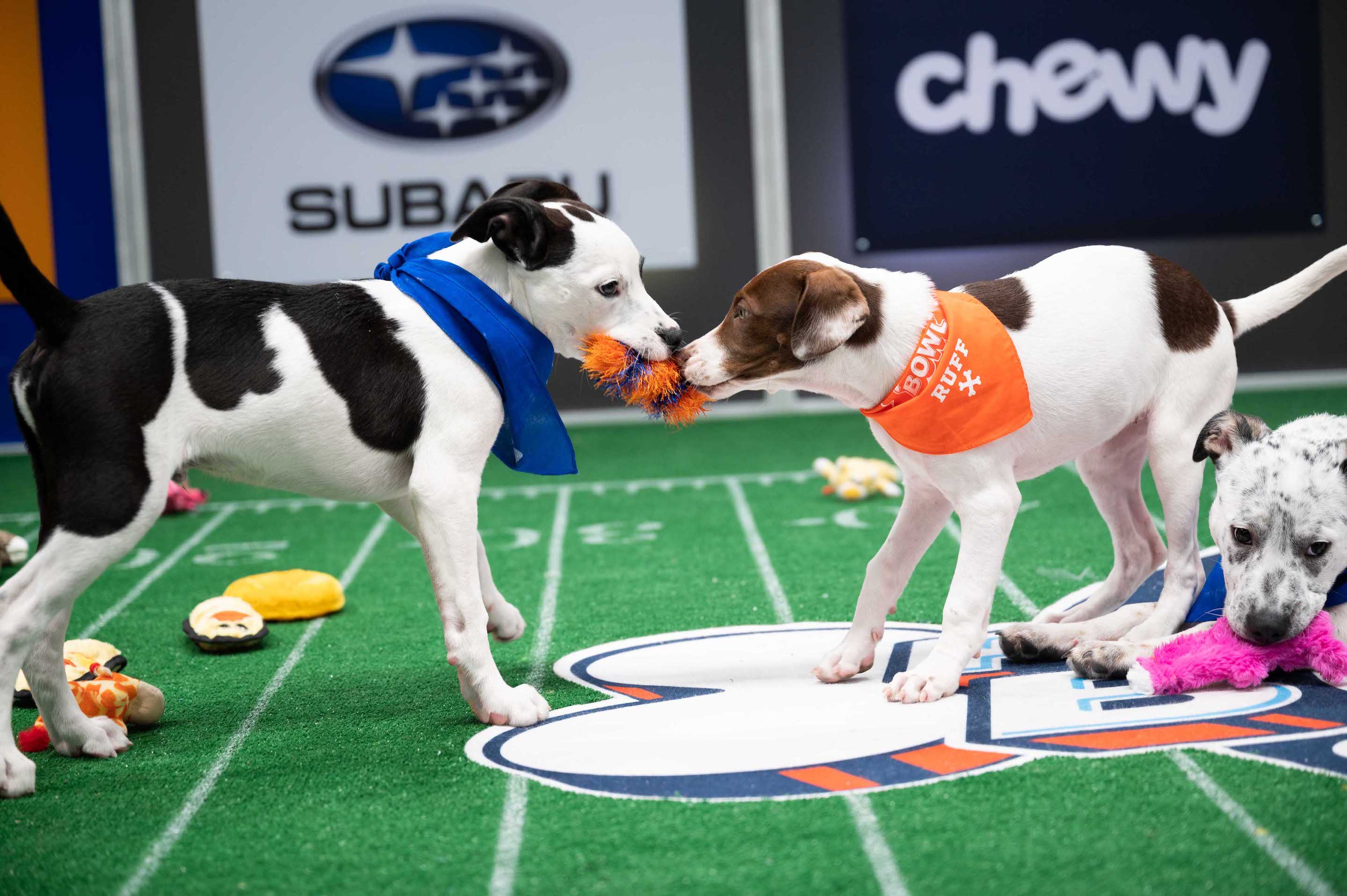 `Puppy Bowl` returns Feb. 13. (Photo by Elias Weiss Friedman, courtesy of discovery+ /Animal Planet)