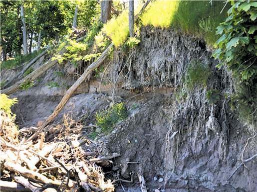 The existing slope erosion conditions found in the shoreline bluffs area east of Old Fort Niagara. (Army Corps photo)