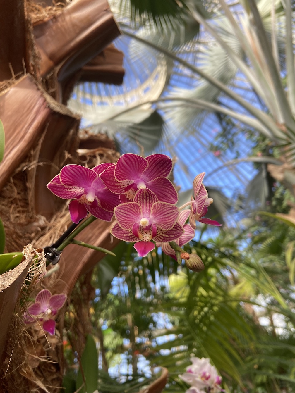 Images courtesy of the Buffalo and Erie County Botanical Gardens