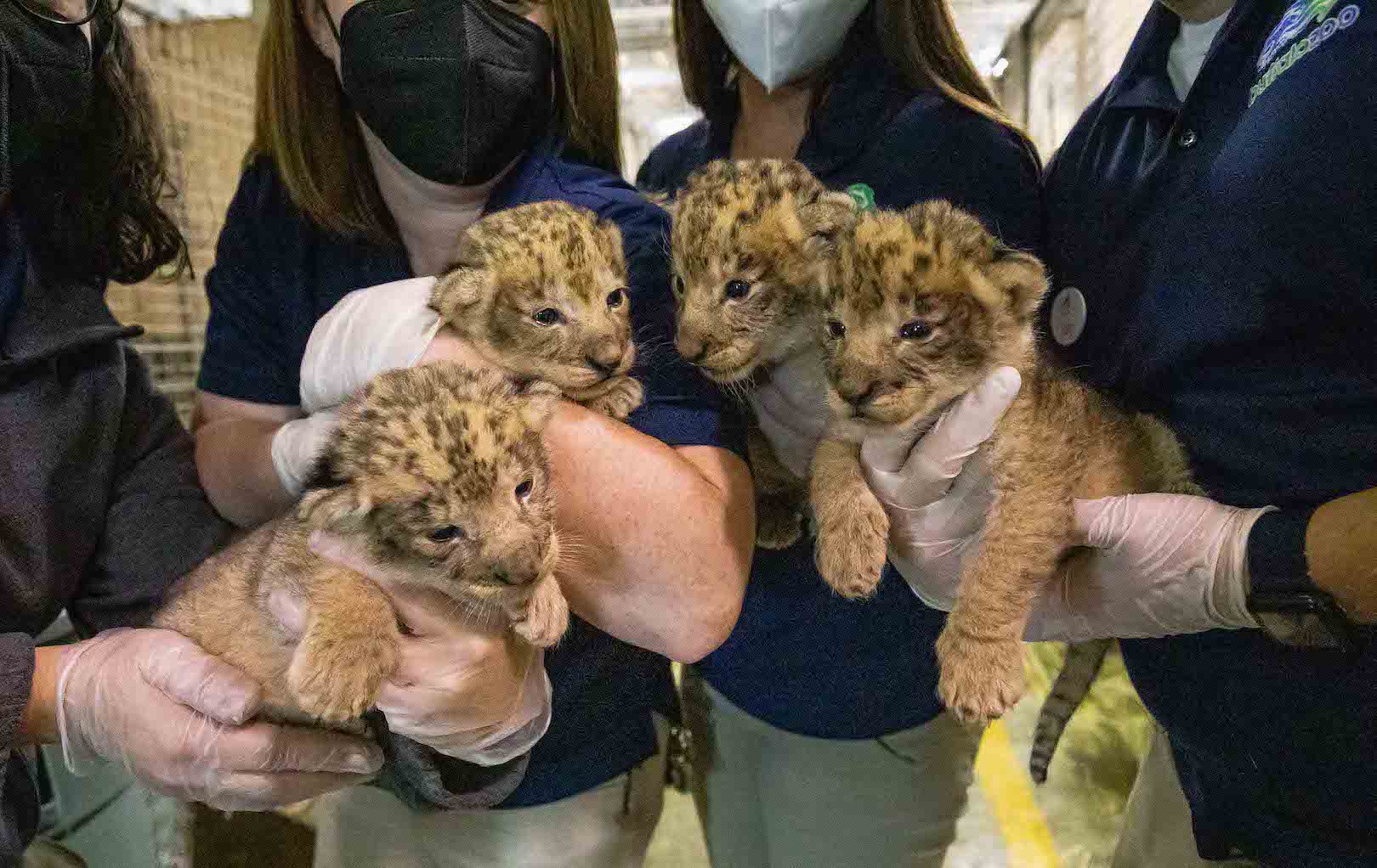 Lion cub images courtesy of the Buffalo Zoo