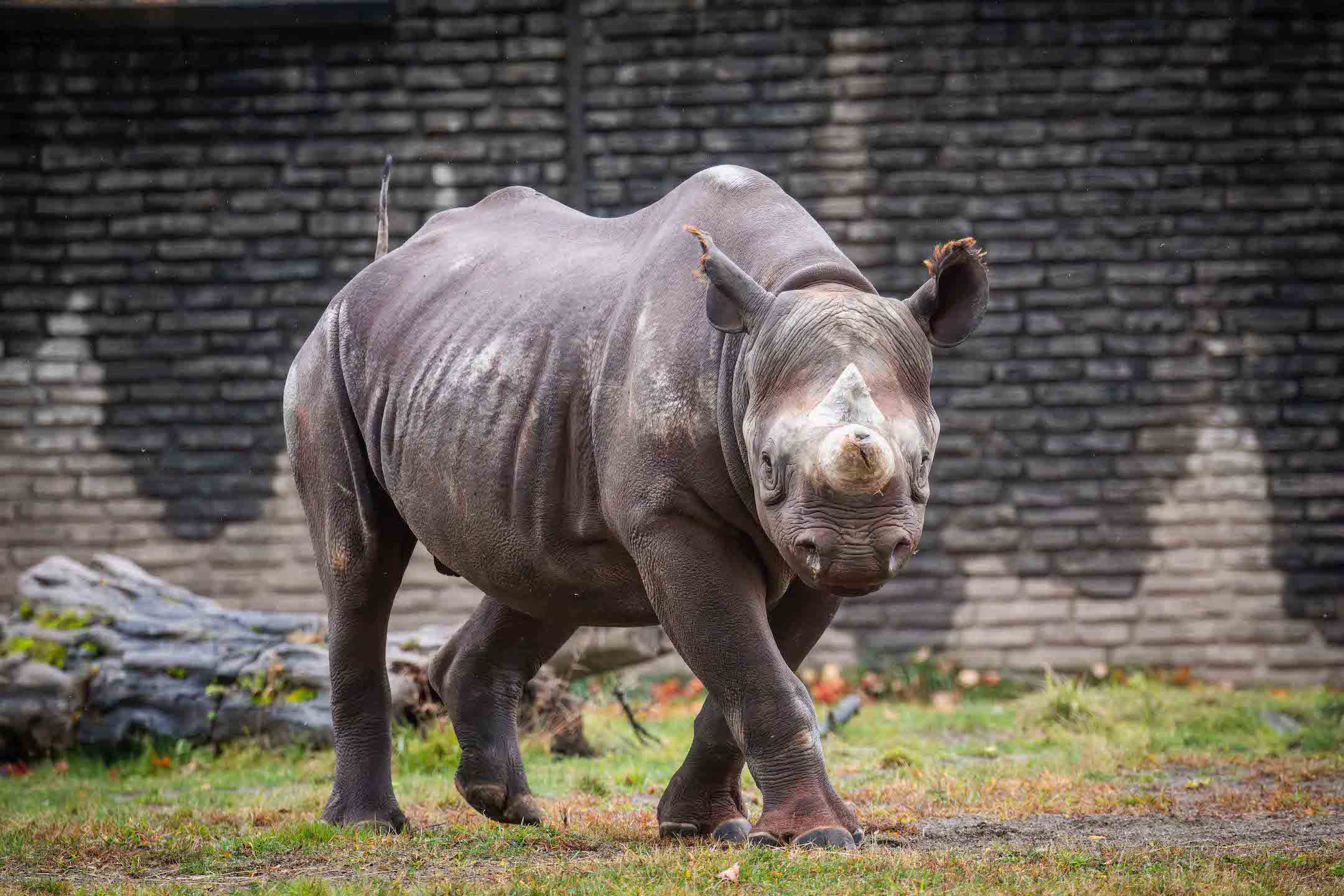 Lo zoo di Buffalo e il Lincoln Park Zoo annunciano il trasferimento dei rinoceronti