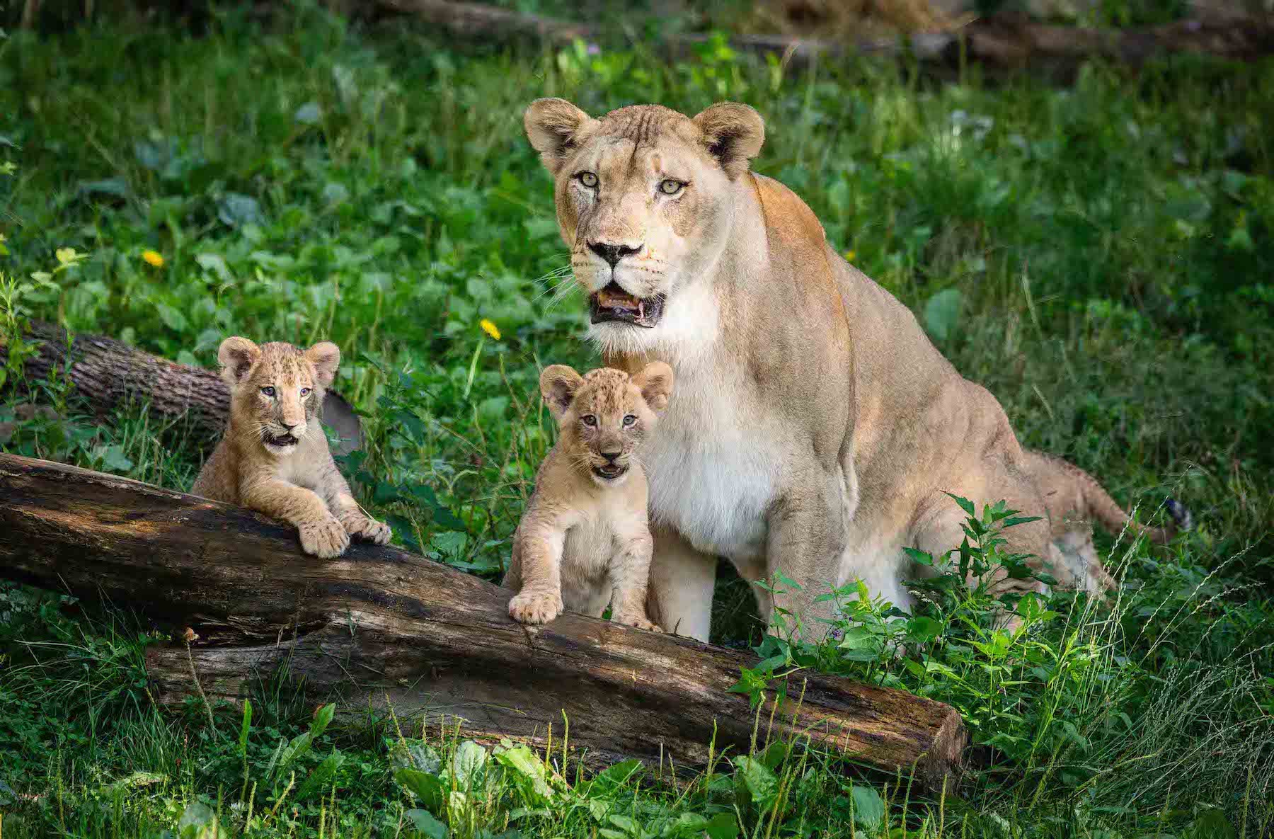 Buffalo Zoo: Lion cubs make debut
