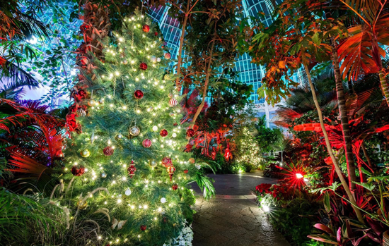 `Gardens After Dark: Magical Poinsettias` is a holiday exhibit on display at the Buffalo and Erie County Botanical Gardens. For more information, visit buffalogardens.com. (Image by Ben Read, provided by the Buffalo and Erie County Botanical Gardens Society Inc.)