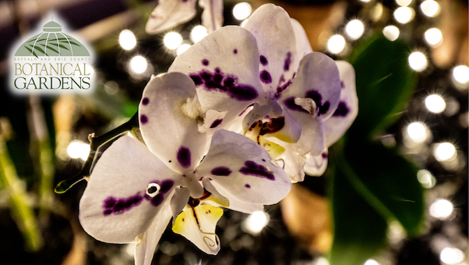 `Orchids After Dark` (Image courtesy of the Buffalo and Erie County Botanical Gardens)