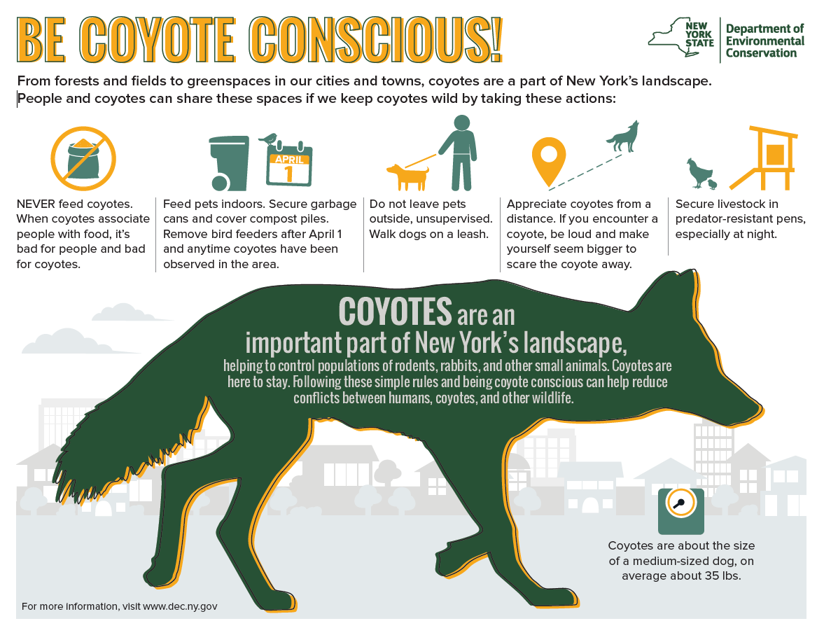 Graphic attached with coyote conflict prevention tips courtesy of NYSDEC