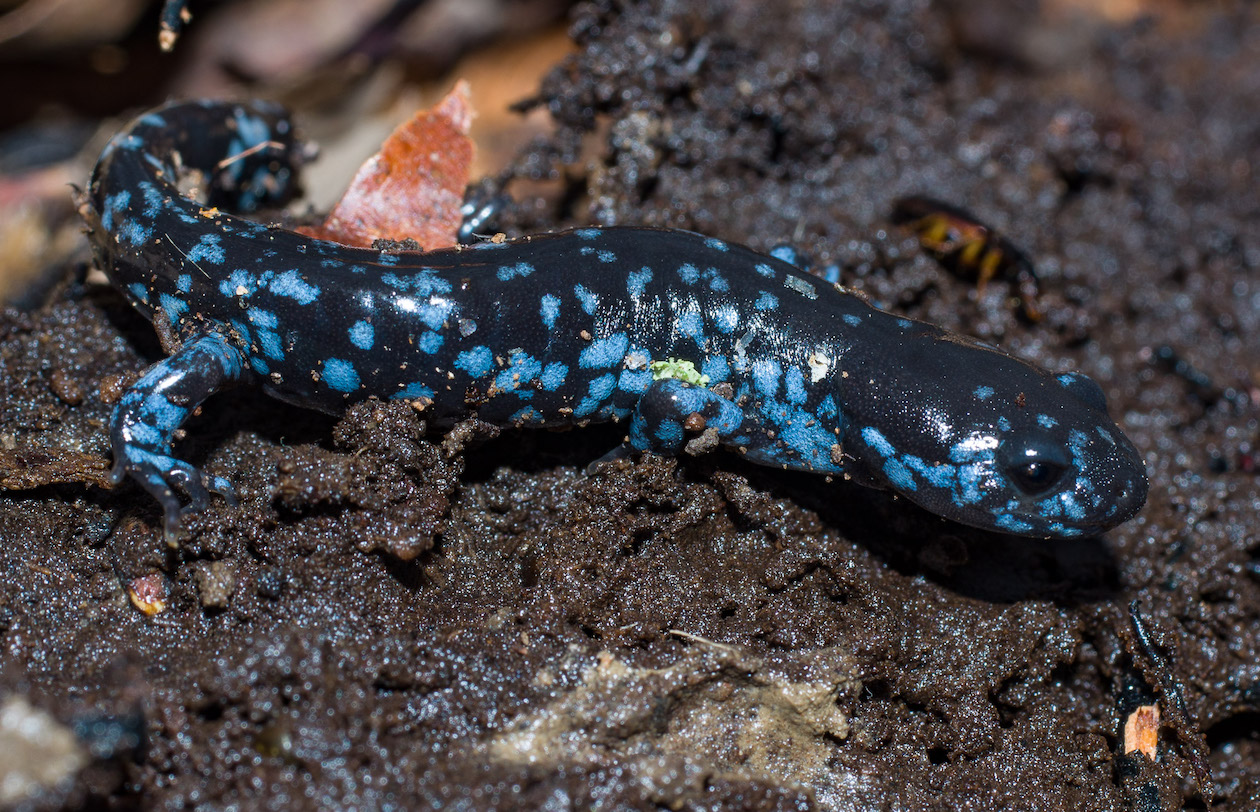 A blue-spotted salamander. (Photo by Erik Danielson/courtesy of The Western New York Land Conservancy)