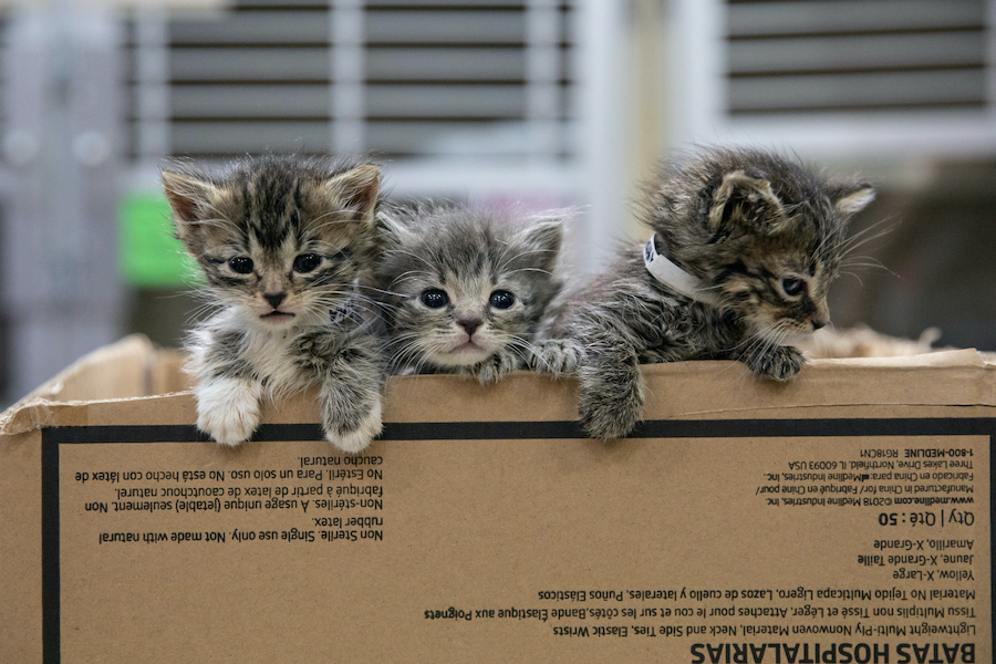 Kitten care is highlighted in June. (Photo credit: ASPCA)