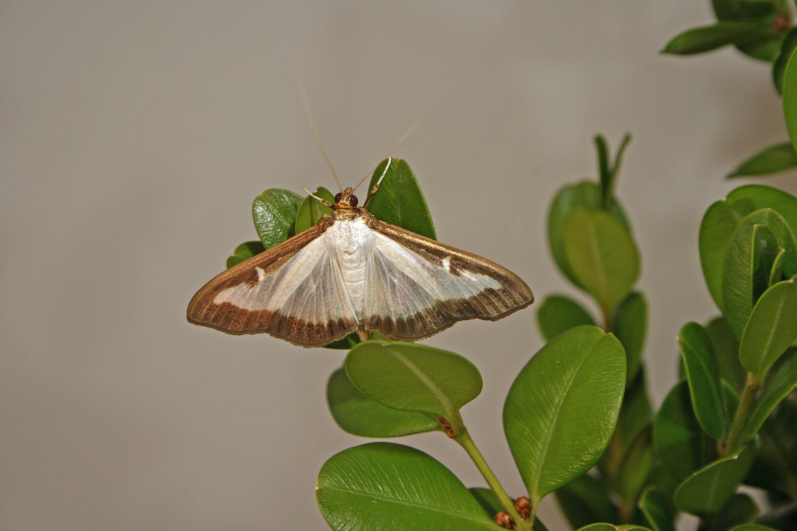 Adult box tree moths generally have white bodies with a brown head and abdomen tip. Their wings are white and slightly iridescent, with an irregular thick brown border, spanning 1.6 to 1.8 inches, at Forest Pest Methods Laboratory, Buzzards Bay, Massachusetts. (USDA photo by Hannah Nadel)
