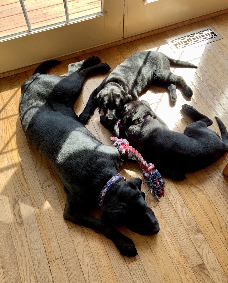 Rocket, Chait and Dickens: The three puppies the Coyne family trained with Guiding Eyes for the Blind.
