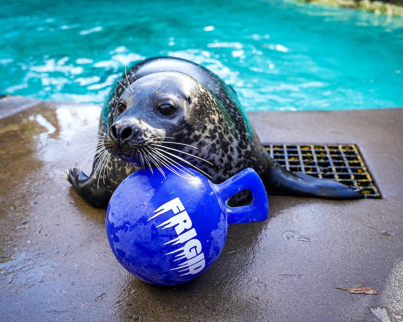 Stryker is calling for winter. (Image courtesy of the Aquarium of Niagara)