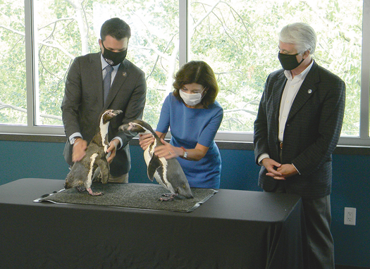 From left, Aquarium of Niagara Executive Director Gary Siddall and Lt. Gov. Kathy Hochul entertain visiting penguins from the Aquarium as Falls Mayor Robert Restaino looks on.