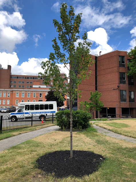 Last summer, this tree was dedicated to those fighting the coronavirus in the community, and at Niagara Falls Memorial Medical Center specifically.