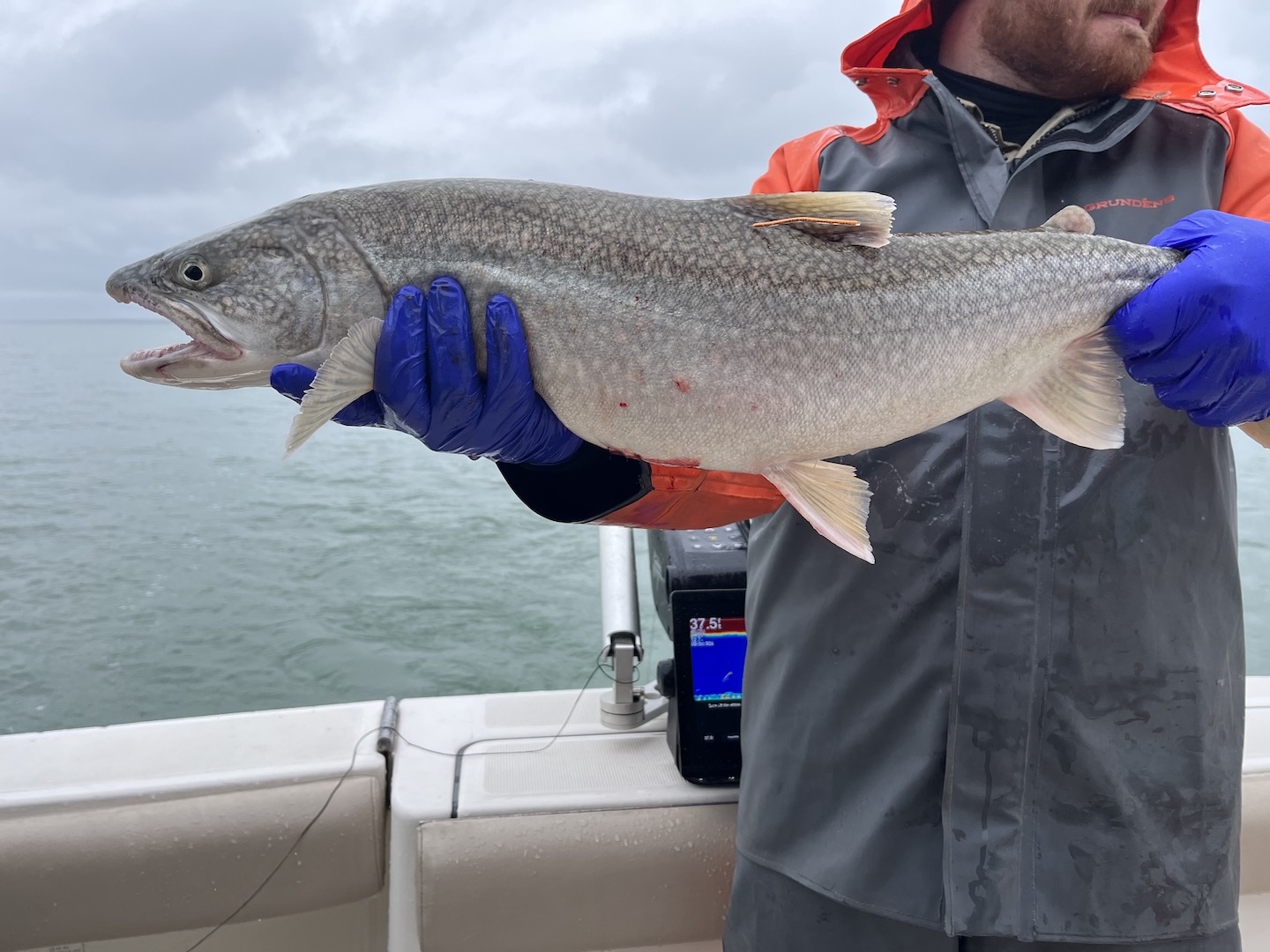 The orange-colored external acoustic tag, below the dorsal fin, identifies this fish as tagged in 2023. It is one of the first wild lake trout to be tagged in Lake Ontario. (Photo: Jo Johnson/U/SFWS)