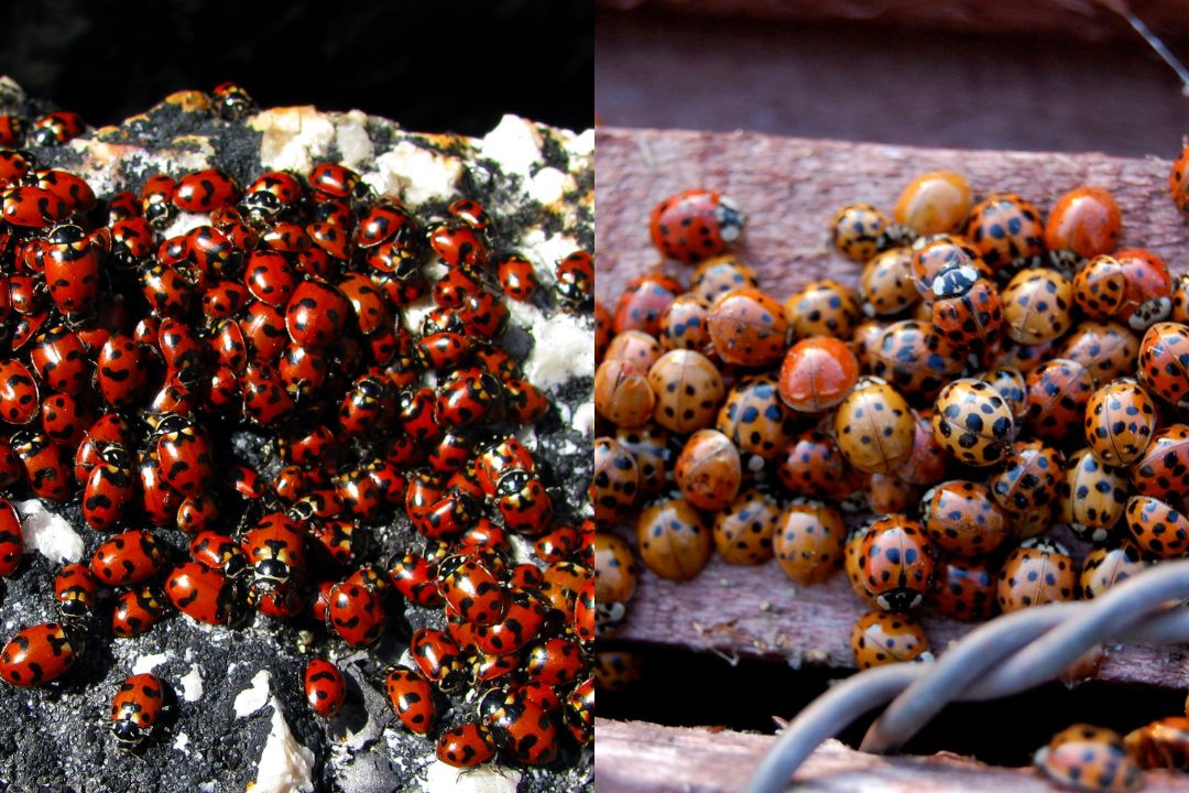 The convergent ladybug, left, and the harlequin ladybug, right, share many behavioral and life history trains, but one is deemed a weapon in the war on insects and the other the target. RIT assistant professor Kaitlin Stack Whitney uses this example to underscore how human choices are the driving force behind what is considered a pest, not nature. (Credit left: Flickr user Dru!, CC BY-NC 2.0. Credit right: Flickr user The Real Estreya, CC BY-NC-SA 2.0 // provided by the Rochester Institute of Technology)