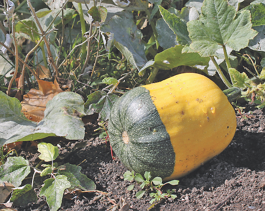 One of a variety of squash grown in the Pless backyard on Grand Island.