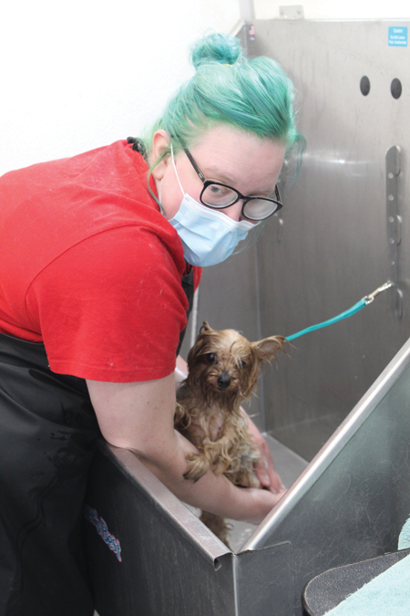 Sarah Heibel, owner of Wag with Swag mobile pet grooming, gives a bath to Honey, an 8-year-old Yorkshire terrier owned by Erin Deering of Grand Island. (Photo by Nathan Keefe)