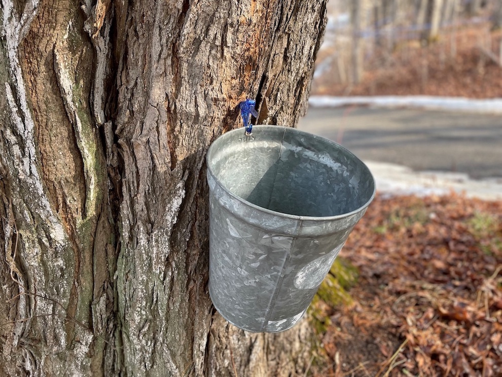 Maple-tapping bucket photo courtesy of New York State Agriculture and Markets