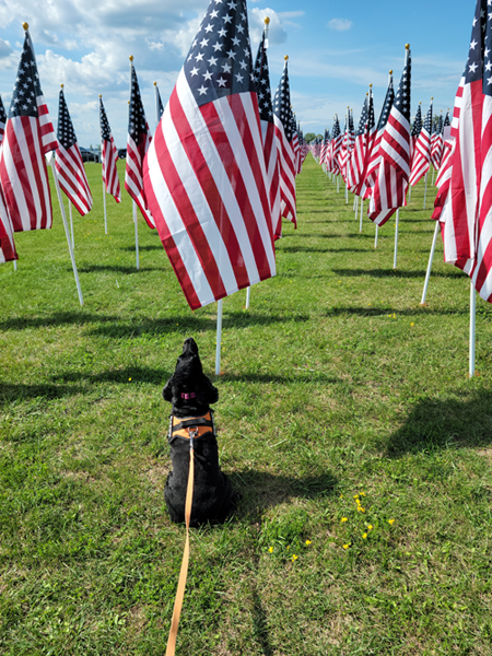 Wheatfield resident Cheryl Raffel and her dog, Minnie, went to Gratwick Park Sunday for a walk and also to visit the Healing Field flag display, which was created to honor those lost on Sept. 11, 2001. (Submitted photo)