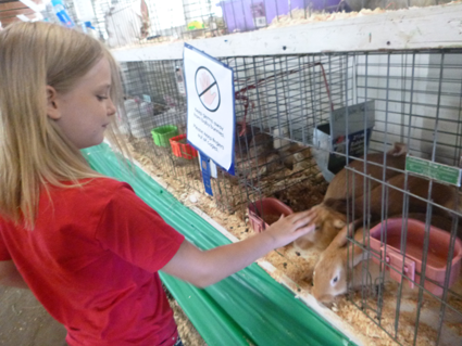 Sophia Radice cares for her rabbits Friday at the Niagara County Fair. The fair runs through Aug. 9.
