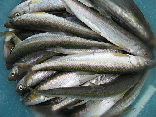 https://www.wnypapers.com/content/images/new-sentinel-2/Mark-Daul-8-qt-bucket-of-Smelt.jpg