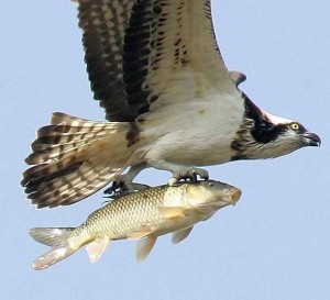 A photo from the New Jersey Wetlands Institute, showing an osprey carrying a large fish home to dinner.