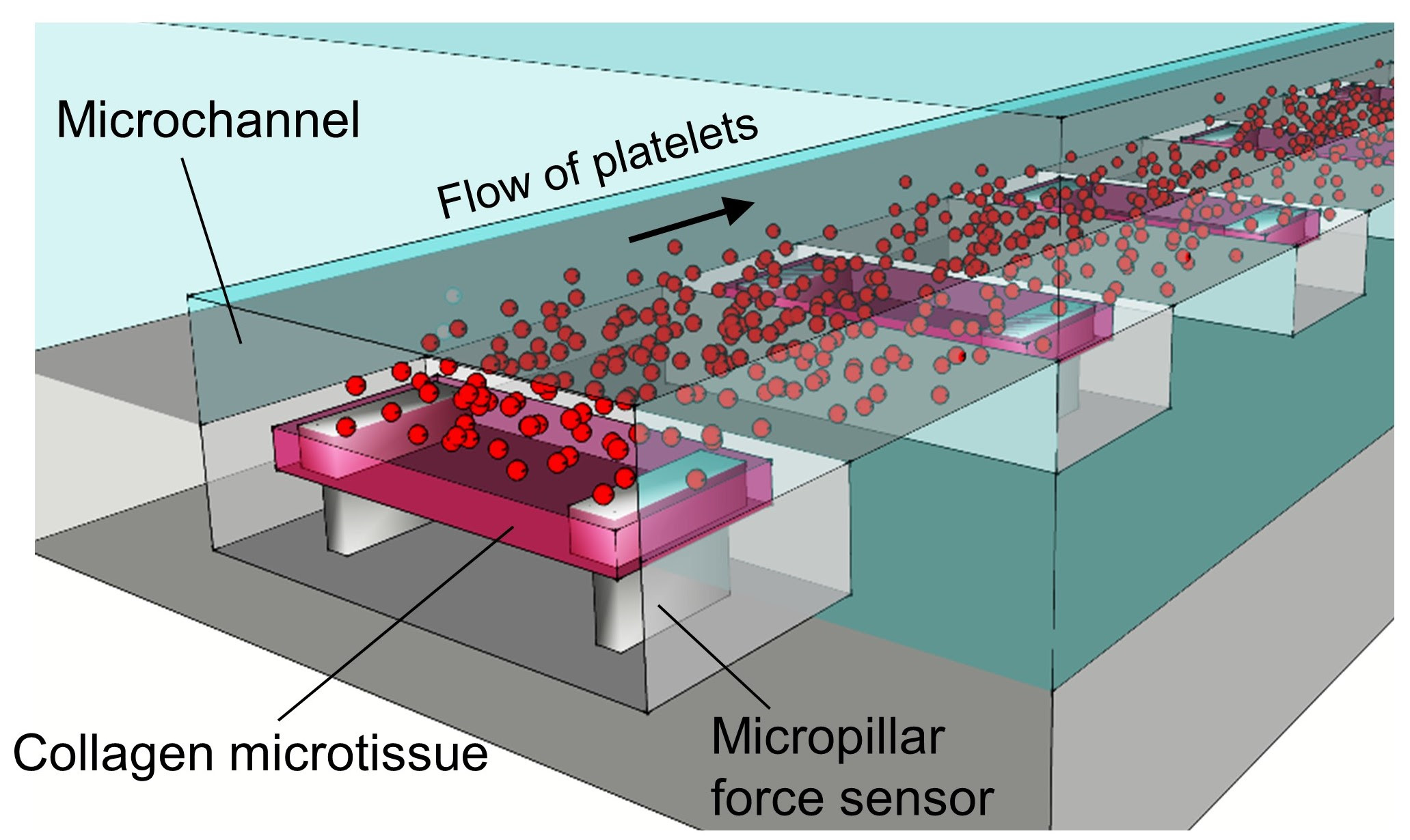 How do clots become firm in the presence of blood flow? A new